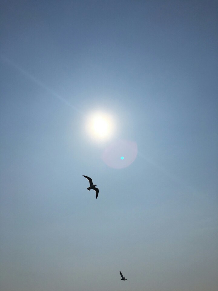 俄罗斯 天空 鸟 自由 简洁背景