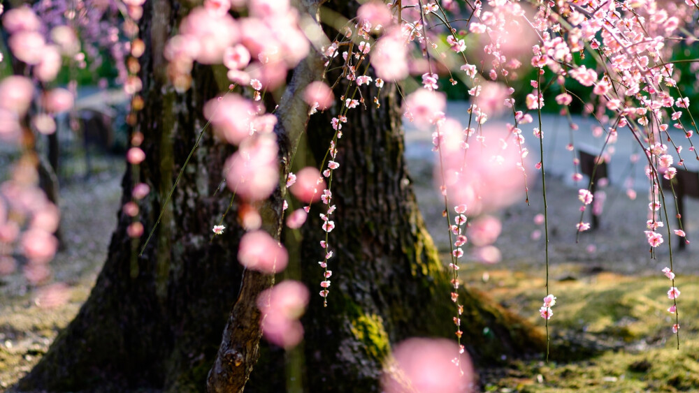 春日桃花