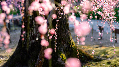 春日桃花