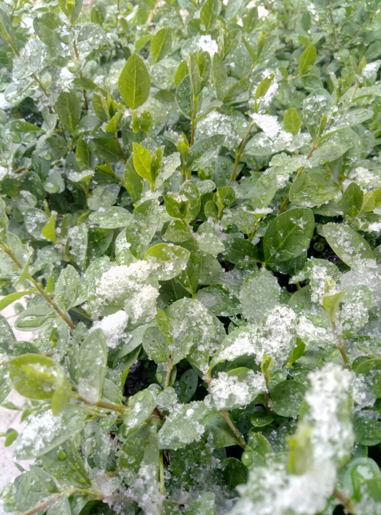 雨雪冰雹