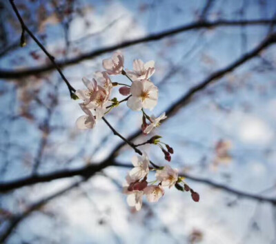 阳澄仙樱湖，樱花正烂漫