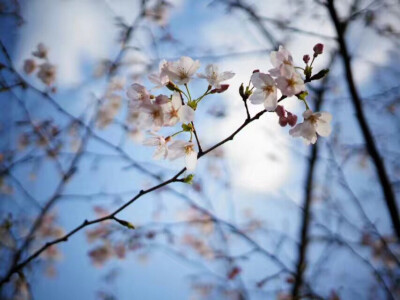 阳澄仙樱湖，樱花正烂漫