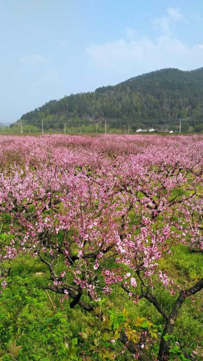 最美人间四月天