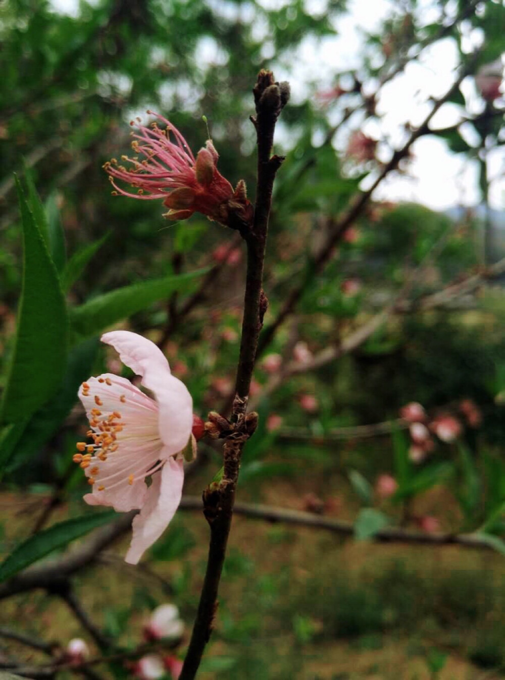 好像也是樱花吧