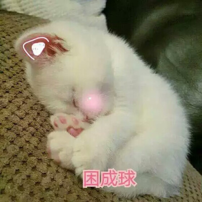 猫♡表情包