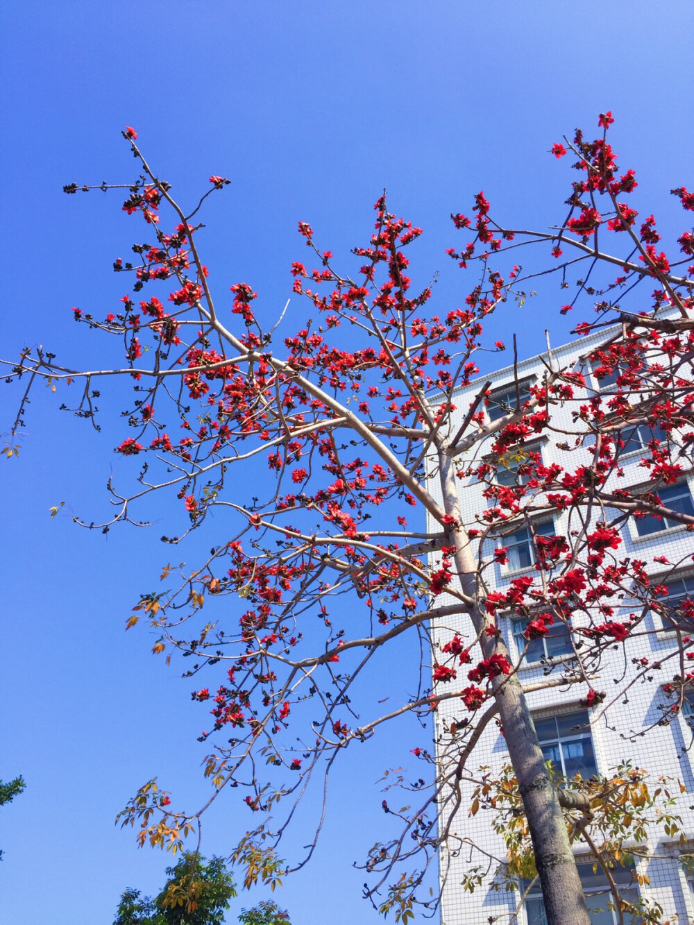 木棉花