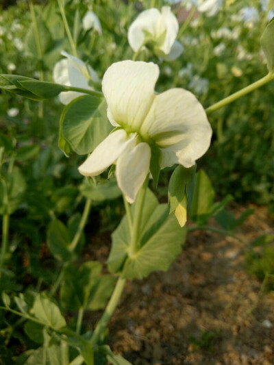 蕴豆的花