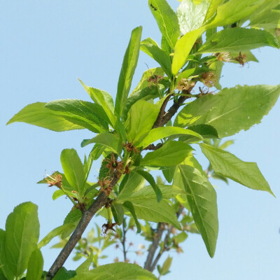 李子树