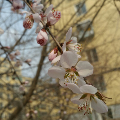 同泽的花
四月