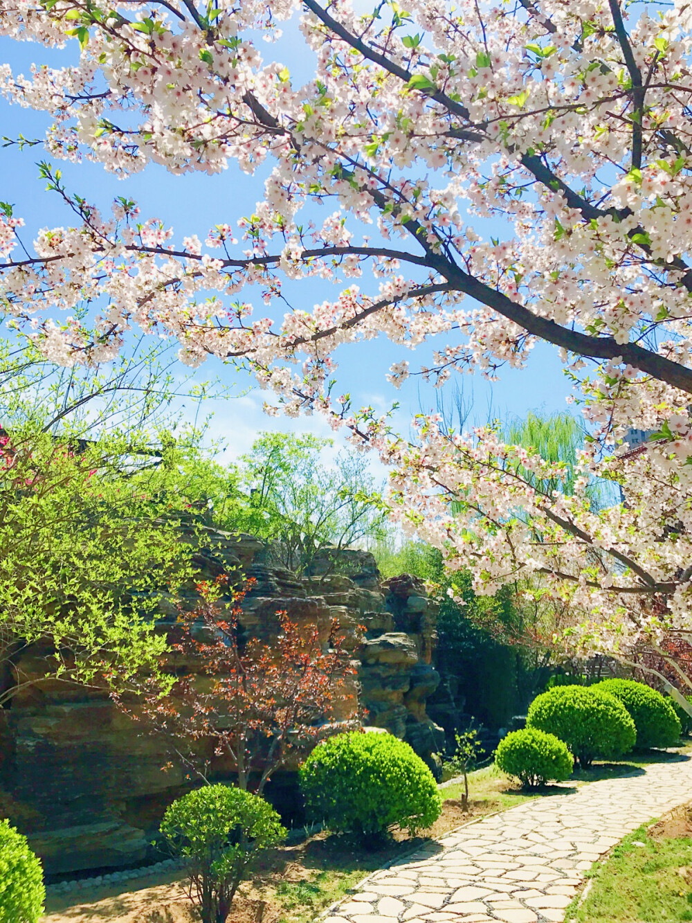 「樱花季」高清手机壁纸