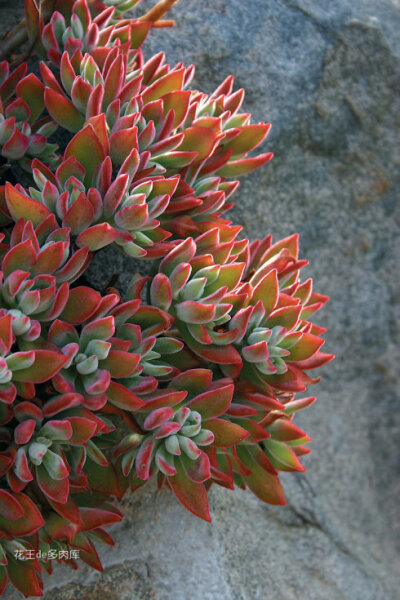 锦晃星Echeveria pulvinata