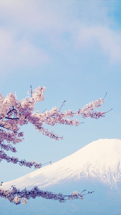 待落花时节，我陪你赏樱花如雪