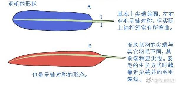 翅膀