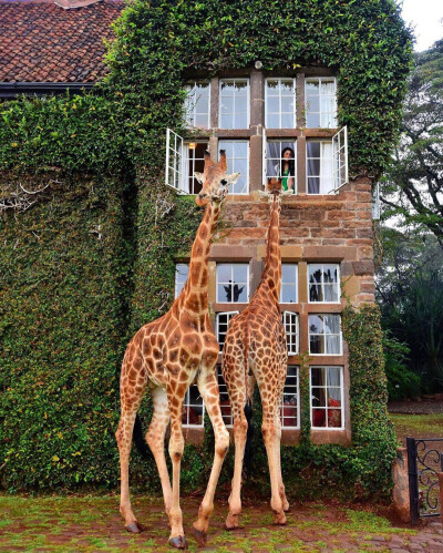 肯尼亚内罗毕长颈鹿庄园 GIRAFFE MANOR ​​​​