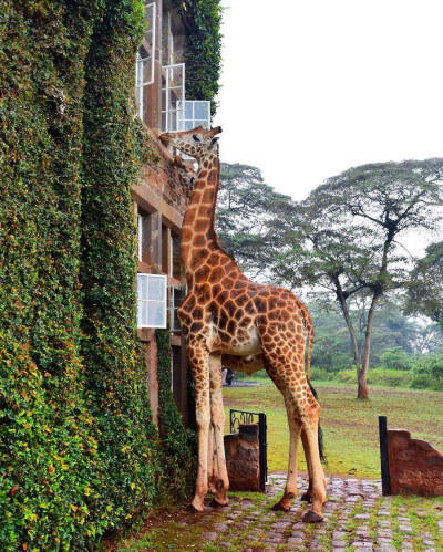 肯尼亚内罗毕长颈鹿庄园 GIRAFFE MANOR ​​​​