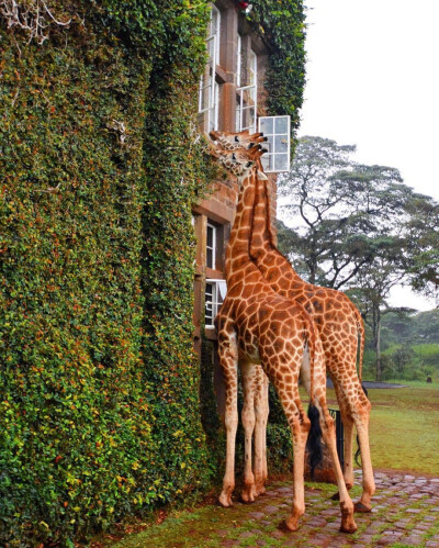 肯尼亚内罗毕长颈鹿庄园 GIRAFFE MANOR ​​​​