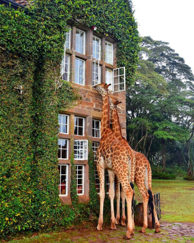 肯尼亚内罗毕长颈鹿庄园 GIRAFFE MANOR ​​​​