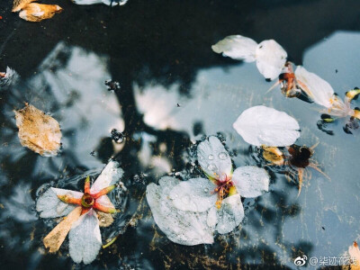 这是啥子❀花儿？
（柒.手机拍摄）