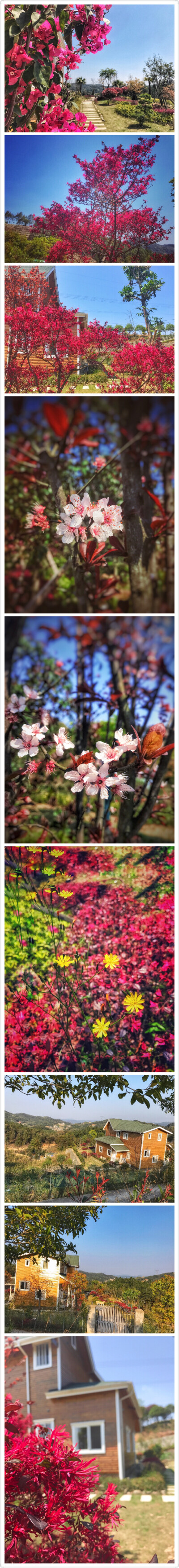 乡村踏青，春耕，看草赏花，看树影斑驳，看四季变化，阳光洒下，世界都变美了。