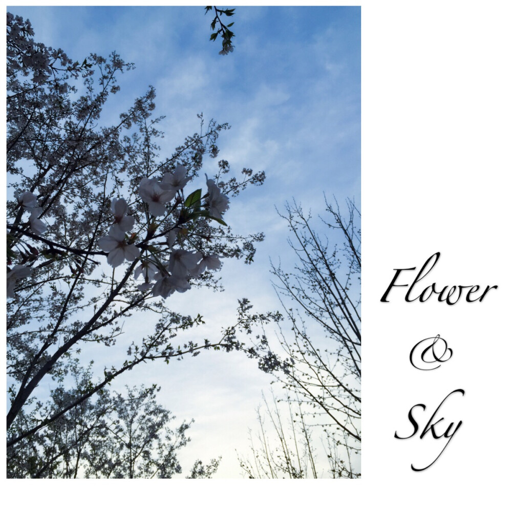 Flower & Sky