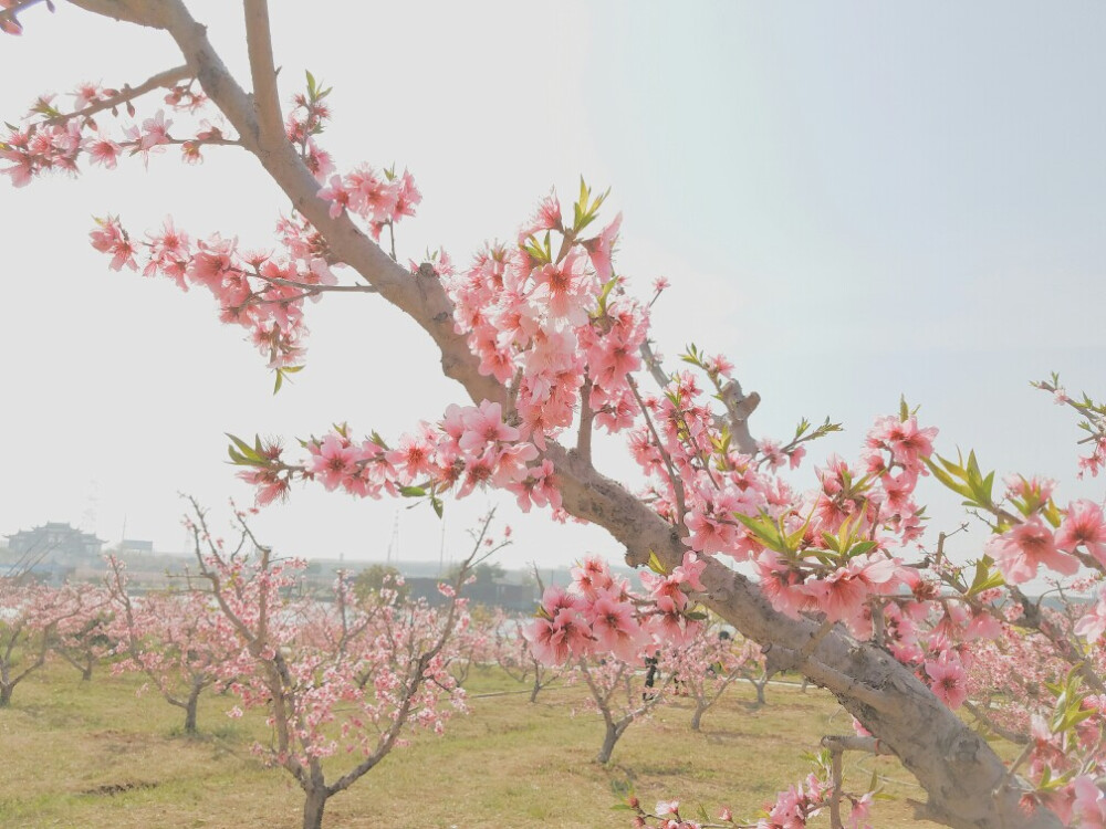 桃花开 三月三
拍摄人小野猫