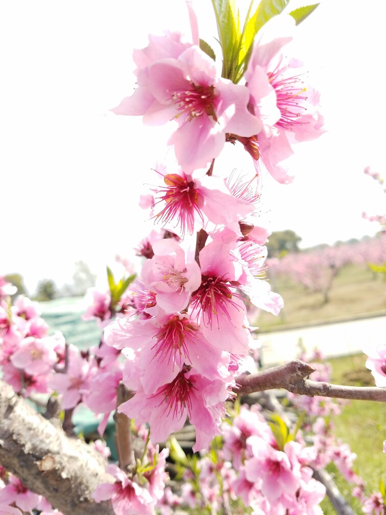 桃花 阳山
拍摄人小野猫
软件vsco