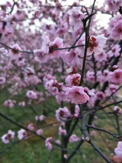 梅花烙