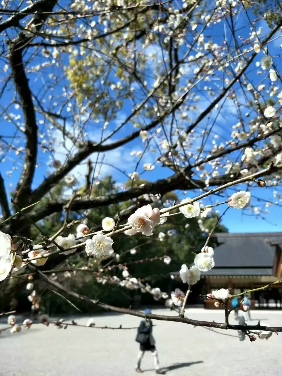 热田神宫的白梅