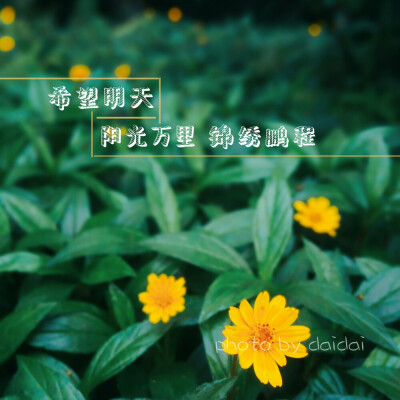 雏菊