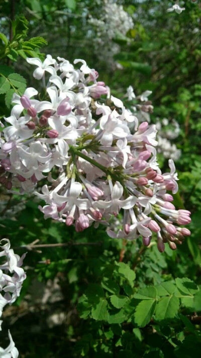 吉大南區(qū)丁香花