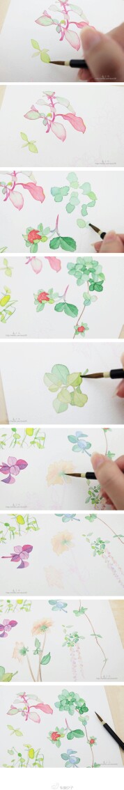 手绘 水彩 小清新叶子