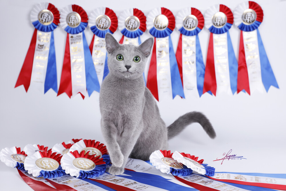 的俄罗斯蓝猫 miranda 在北京cfashow上一举完成了 超级大冠军 的称号