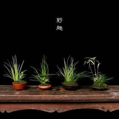 植觉【水】野趣