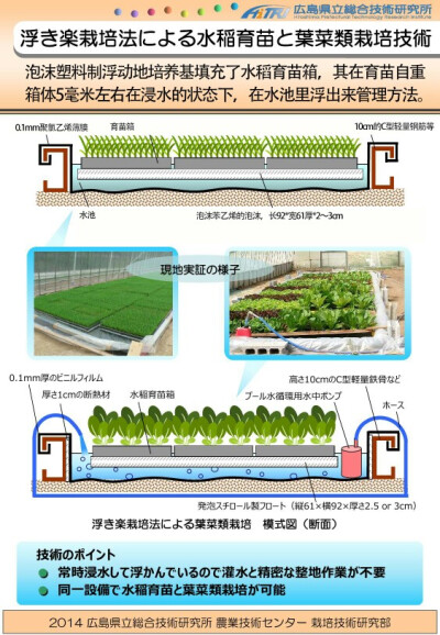 水培水稻育苗