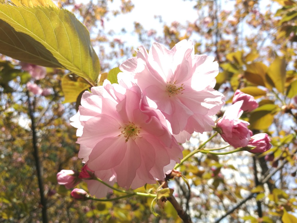 海棠花？