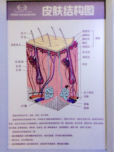 皮肤知识