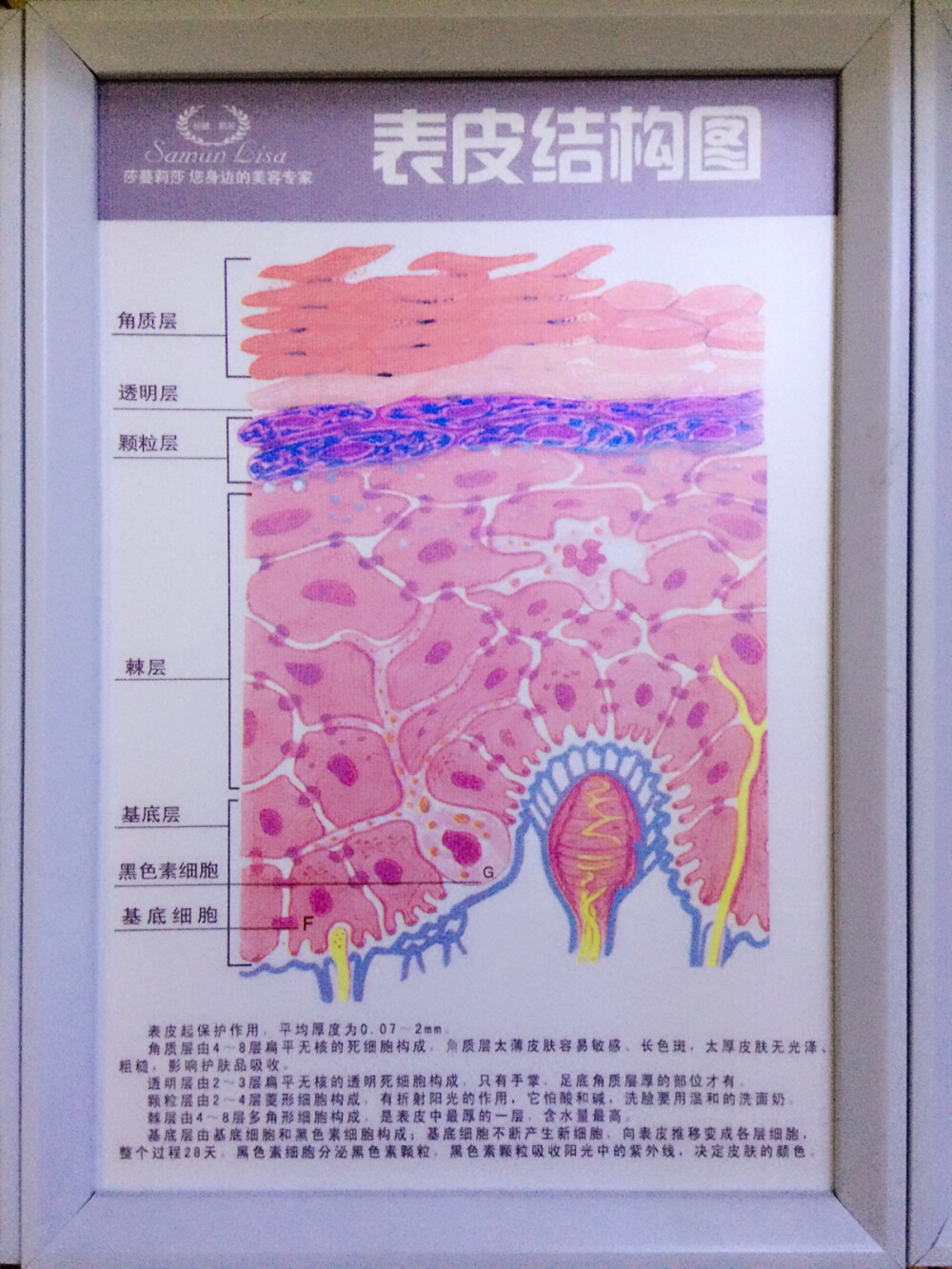 皮肤知识