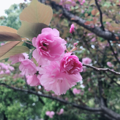 今年春天天气异常 樱花都憋着开不出啦