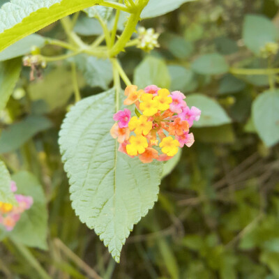 小时候最爱采摘的不知道是什么的花