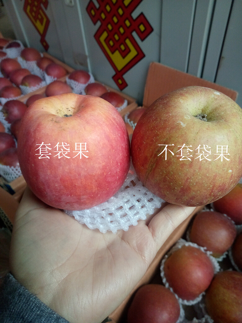 四川大凉山盐源丑苹果,不套袋,不打腊,可以连皮吃的放心果https
