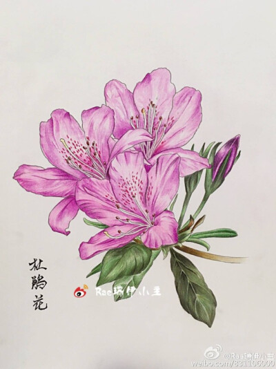 杜鹃花