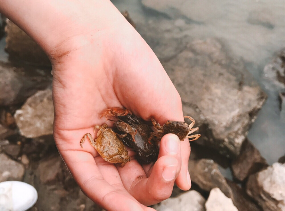 都是岩石缝里藏着的小可爱 当地的小姑娘在岸边捡 上边还藏着着一只大螃蟹