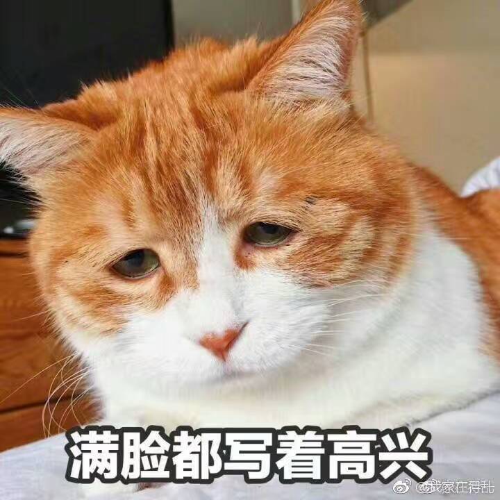 橘猫