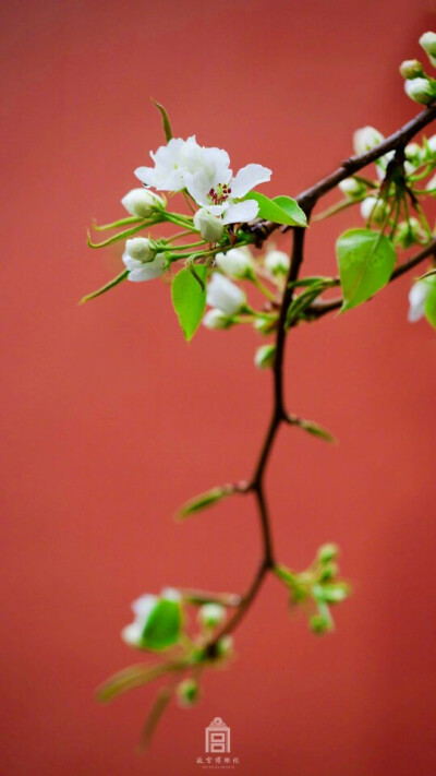 梨花风起正清明---清明