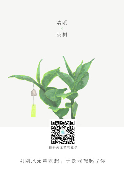 清明x茶树：刚刚风无意吹起，于是我想起了你