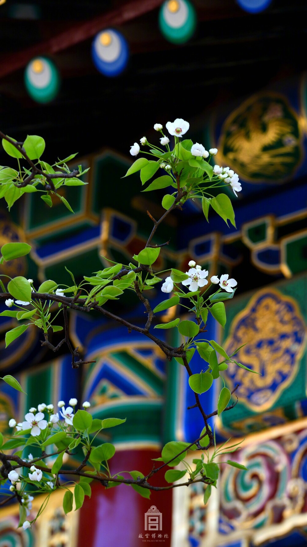 紫禁城【丁酉•花朝•梨花】“纤苞淡贮幽香，玲珑轩锁春阳丽。仙根借暖，定应不待，荆王翠被。潇洒轻盈，玉容浑是，金茎露气。甚西风宛胜，东兰暮雨，空点缀，真妃泪。谁遣司故来相慰。燕几螺屏，一枝披拂，绣帘风细” 照片取自@故宫博物院