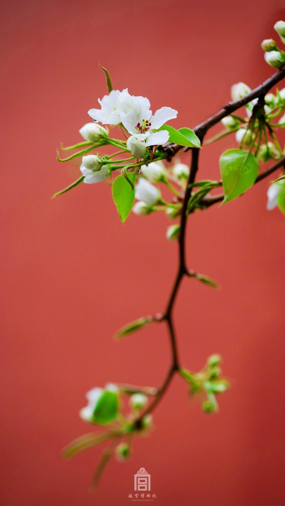 紫禁城【丁酉•花朝•梨花】“梅花如梦李成尘，却伴酴醿过晚春。未要烘晴千树白，且看带雨一枝新” 照片取自@故宫博物院