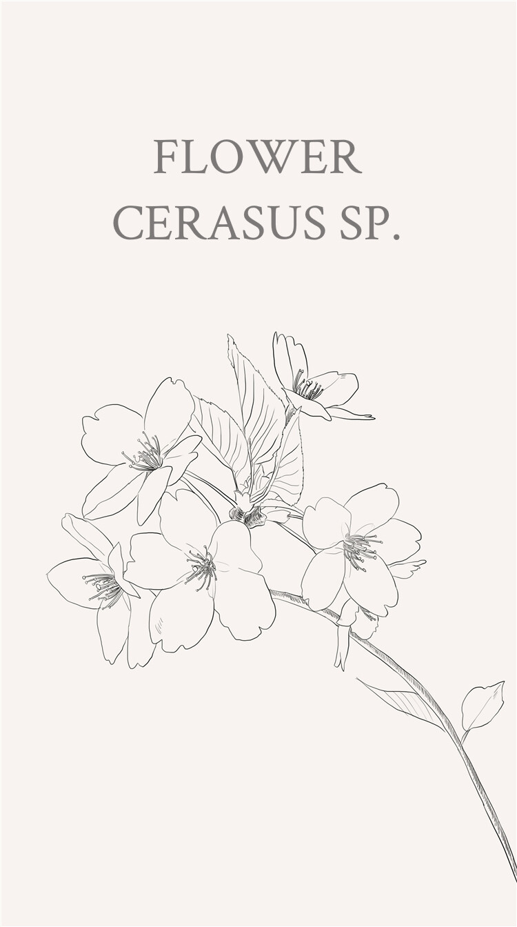 樱花（学名：Cerasus sp.）：是蔷薇科樱属几种植物的统称。花语：是爱情与希望的象征，代表着高雅，质朴纯洁的爱情。