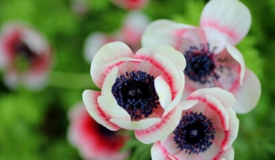银莲花