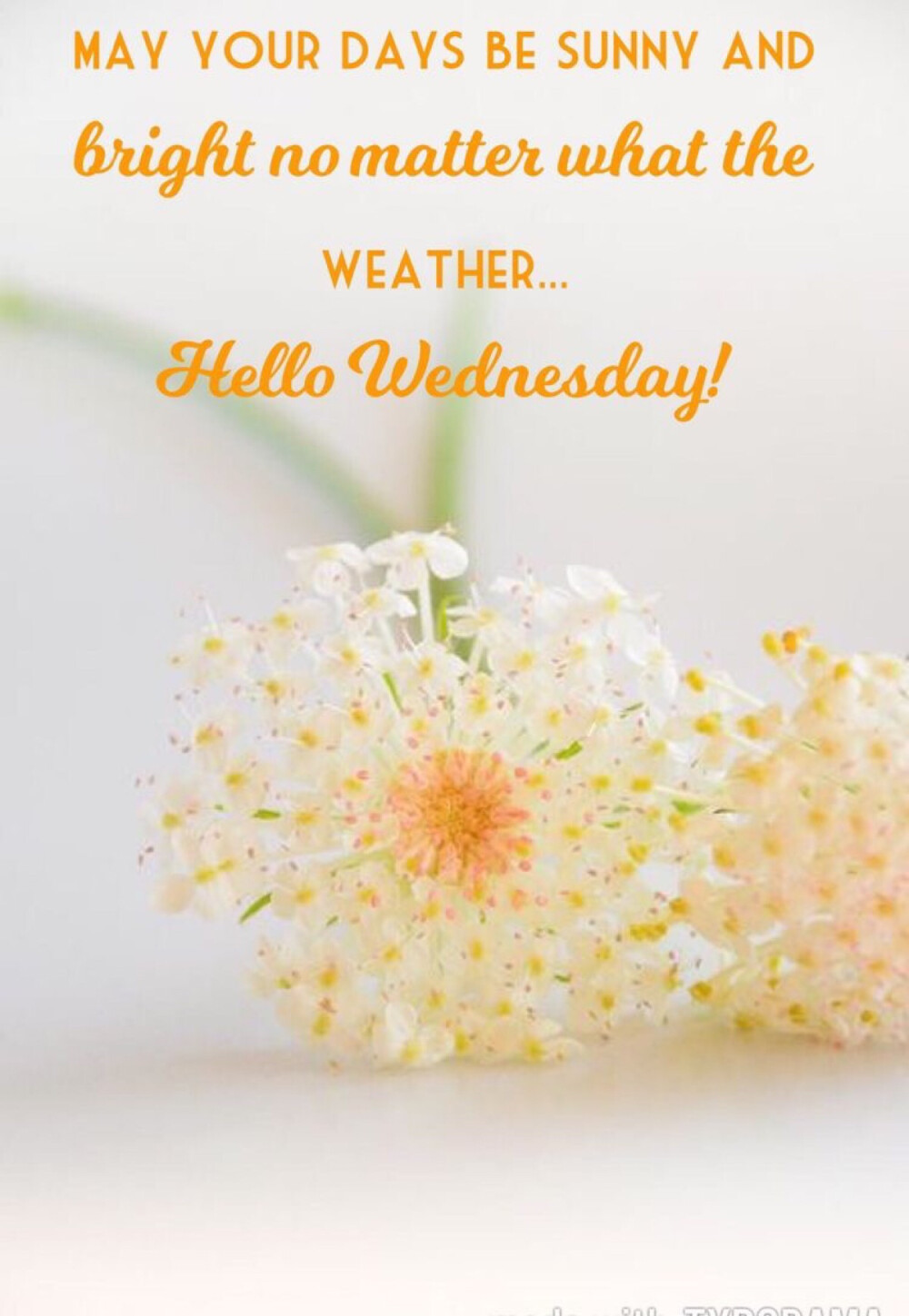 Hello Wednesday 